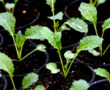 выращивание рассады капусты