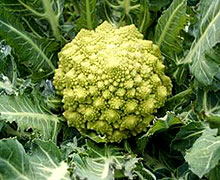 выращивание капусты романеско