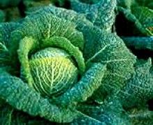 выращивание савойской капусты