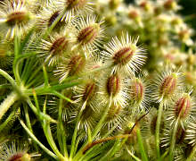 выращивание семян моркови