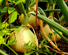 выращивание репчатого лука