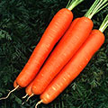 вырастить морковь