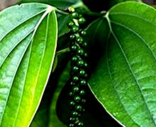 черный перец горошком