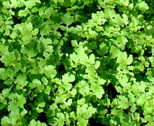 салатная горчица