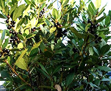 выращивание лаврового листа