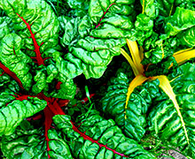 листовая свекла