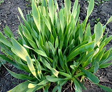 выращивание лука-слизуна