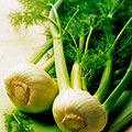 фенхель овощной