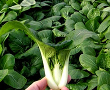 китайская капуста