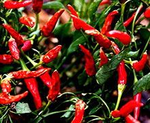 перец "огонек"