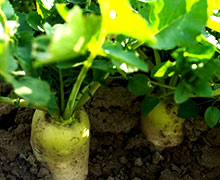 выращивание пастернака