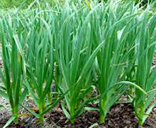 выращивание чеснока