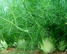 выращивание фенхеля