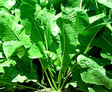 выращивание хрена