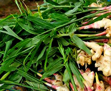 выращивание имбиря