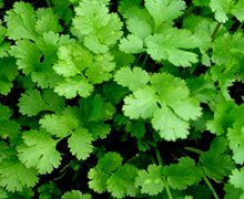 выращивание кориандра