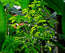 выращивание корицы