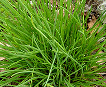 выращивание лука-шнитт