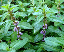 выращивание мяты