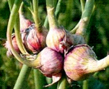 выращивание многоярусного лука