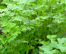 выращивание петрушки