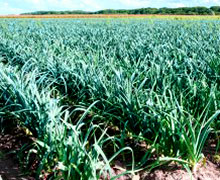 выращивание лука-порея