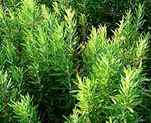 выращивание розмарина