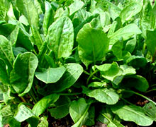 выращивание щавеля