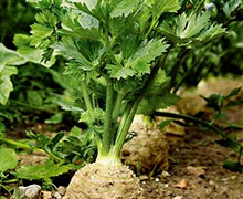 выращивание сельдерея