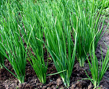 выращивание лука-шалота