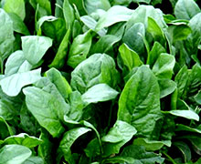 выращивание шпината