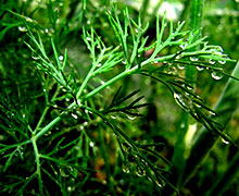 выращивание укропа