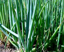 выращивание лука-батуна