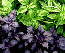 базилик выращивание и уход