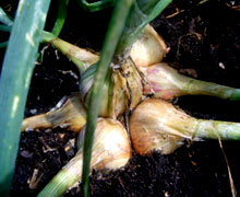 выращивание лука-шалота