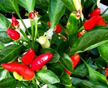 жгучий перец