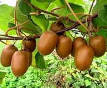 выращивание актинидии