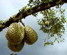 экзотические фрукты и овощи