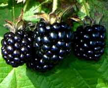 выращивание ежевики