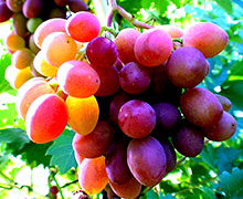 как формировать виноград