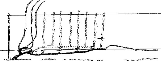 горизонтальная формировка винограда