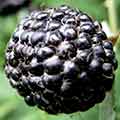 ягода черной малины