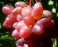 Кишмиш Юпитер