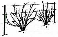 обрезать крыжовник