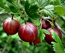 лучшие сорта крыжовника