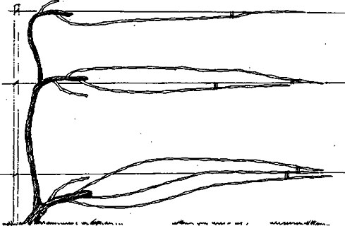 многоэтажная формировка винограда