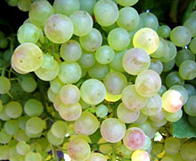 неукрывной виноград