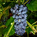 гроздь винограда