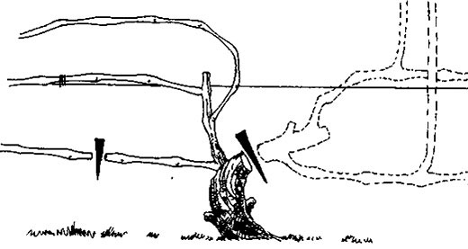 обрезка винограда