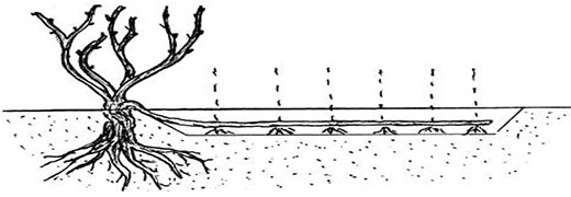 размножение винограда отводками